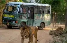 Lion Safari thumbnail 6